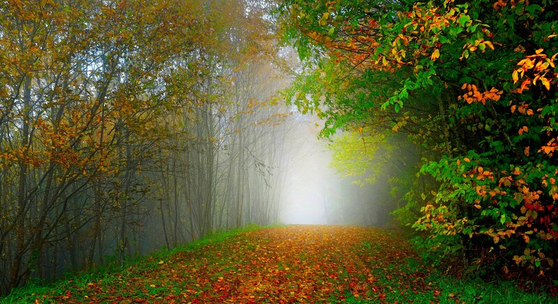 Path Through Autumn Forest — Green, Serene, Photograph, Trees, Fog