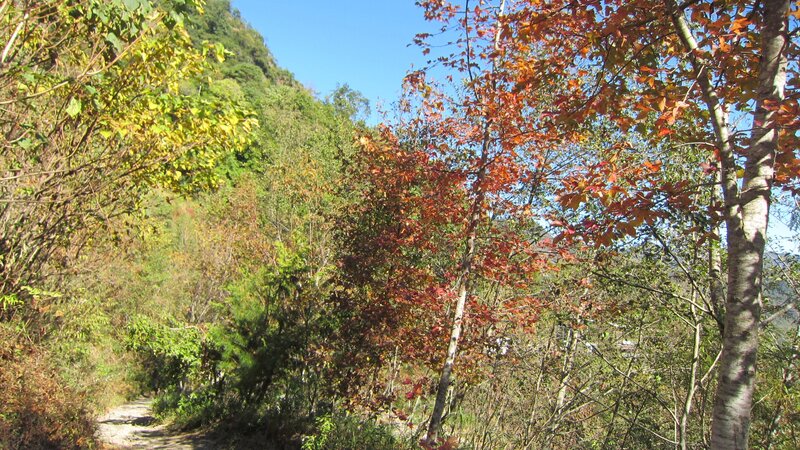 Path Through Autumn Forest — Green, Serene, Photograph, Trees, Hillside