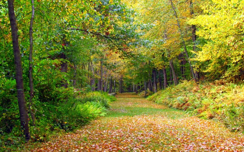 Path Through Autumn Forest — Green, Serene, Photograph, Trees, Leaves, Fern