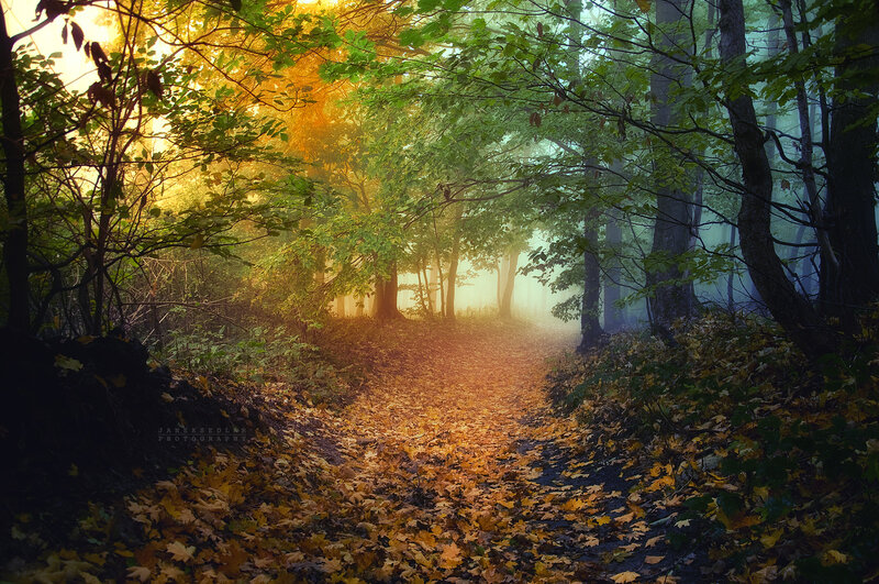 Path Through Autumn Forest — Green, Serene, Photograph, Trees, Leaves, Fog