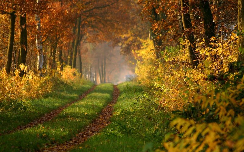 Path Through Autumn Forest — Green, Serene, Photograph, Trees, Leaves, Grass