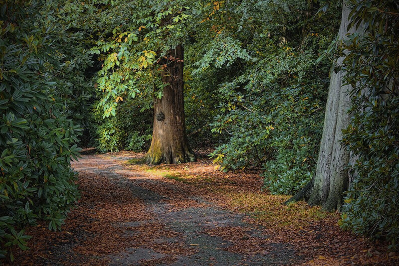 Path Through Autumn Forest — Green, Serene, Photograph, Trees, Leaves, Sunlight