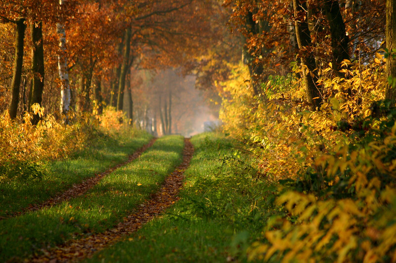 Path Through Autumn Forest — Green, Serene, Photograph, Trees, Leaves
