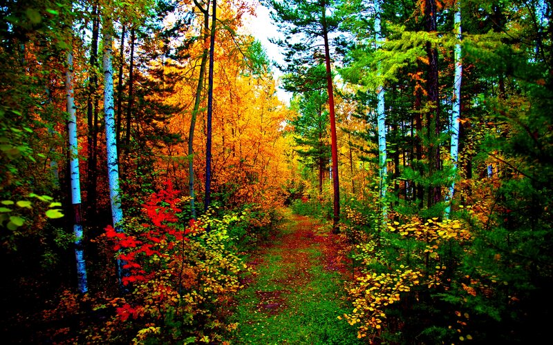 Path Through Autumn Forest — Green, Serene, Photograph, Trees, Leaves, Trail