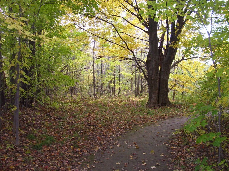 Path Through Autumn Forest — Green, Serene, Photograph, Trees, Leaves, Trail, Yellow, Brown