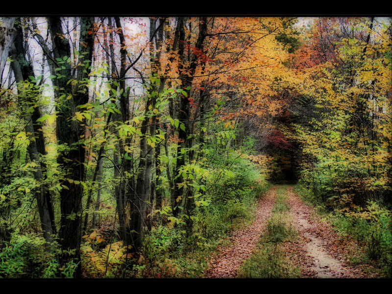 Path Through Autumn Forest — Green, Serene, Photograph, Trees, Leaves, Trail, Yellow