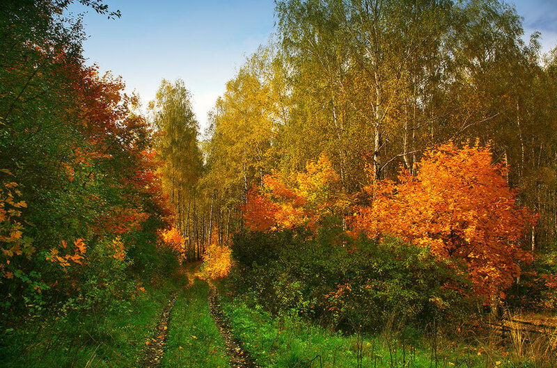 Path Through Autumn Forest — Green, Serene, Photograph, Trees, Sky