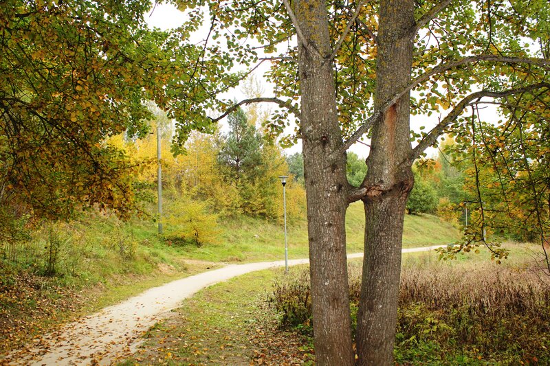 Path Through Autumn Forest — Green, Serene, Photograph, Trees, Streetlight