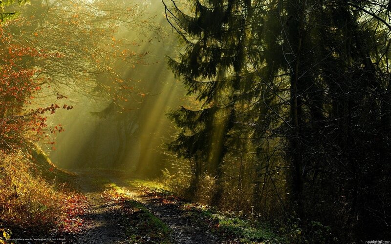 Path Through Autumn Forest — Green, Serene, Photograph, Trees, Sunlight