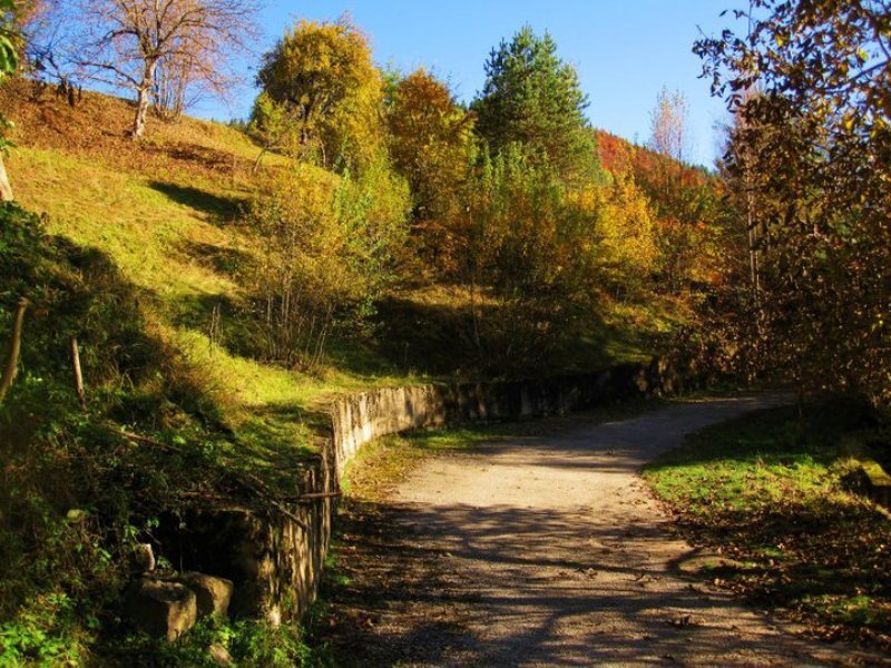 Path Through Autumn Forest — Green, Serene, Photograph, Trees