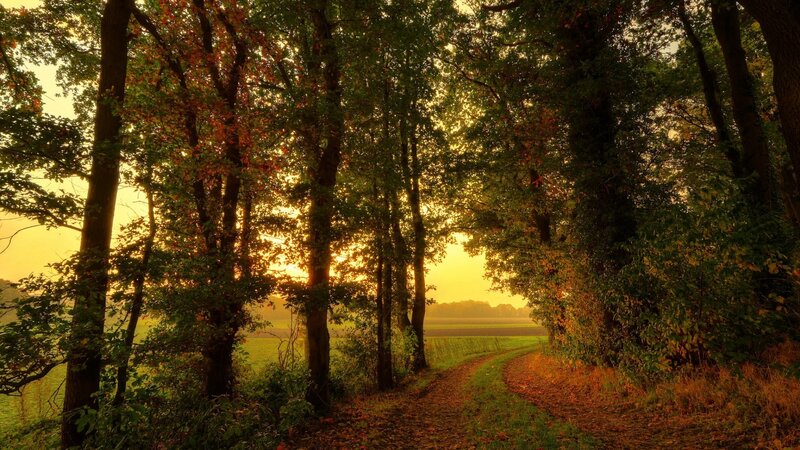 Path Through Autumn Forest — Green, Serene, Sunset