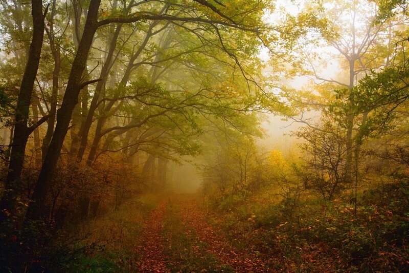 Path Through Autumn Forest — Green, Serene
