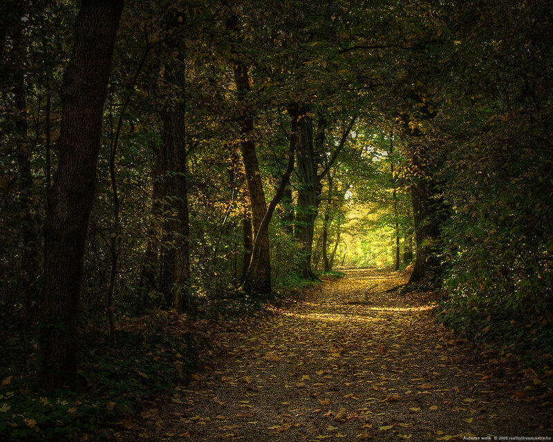 Path Through Autumn Forest — Green