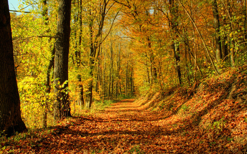 Path Through Autumn Forest — Leaves, Brown