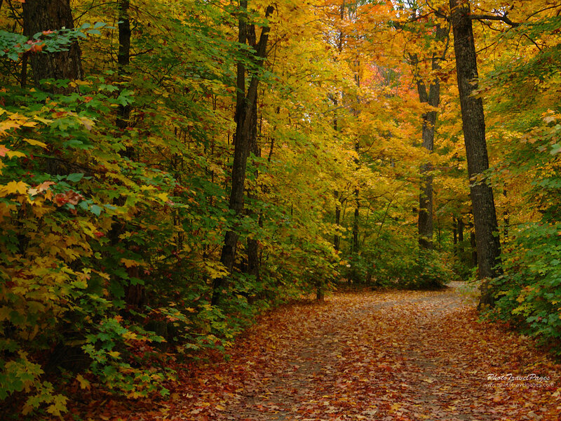 Path Through Autumn Forest — Leaves, Green
