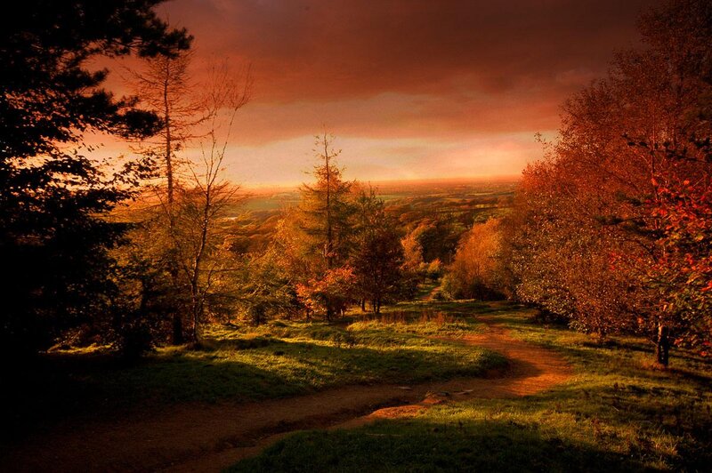 Path Through Autumn Forest — Orange, Dramatic