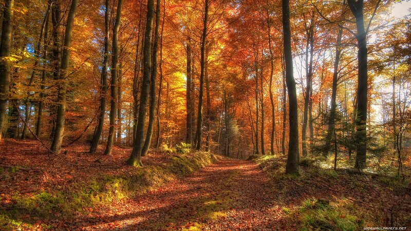 Path Through Autumn Forest — Orange, Fallen Leaves