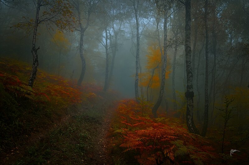 Path Through Autumn Forest — Orange, Misty, Photograph