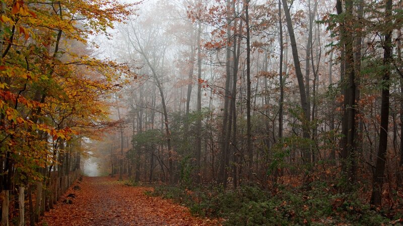 Path Through Autumn Forest — Orange, Misty, Photograph, Trees, Fog, Leaves, Wooden Fence