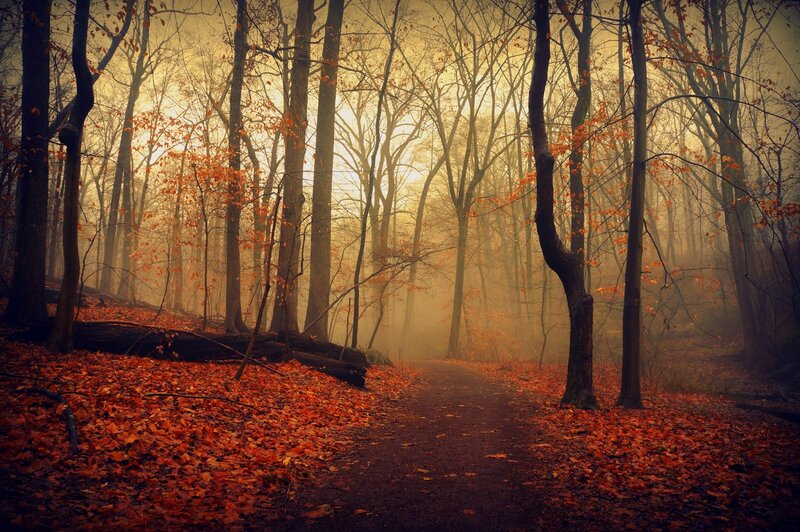 Path Through Autumn Forest — Orange, Misty, Photograph, Trees