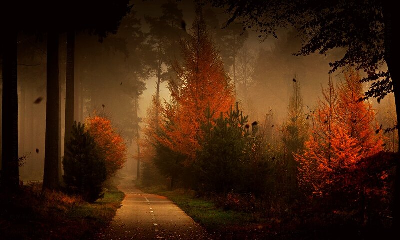 Path Through Autumn Forest — Orange, Mysterious, Photograph