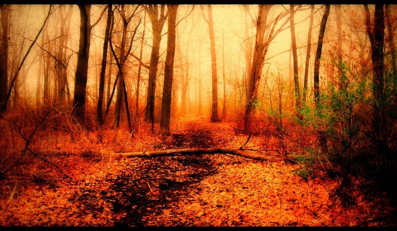 Path Through Autumn Forest — Orange, Mysterious