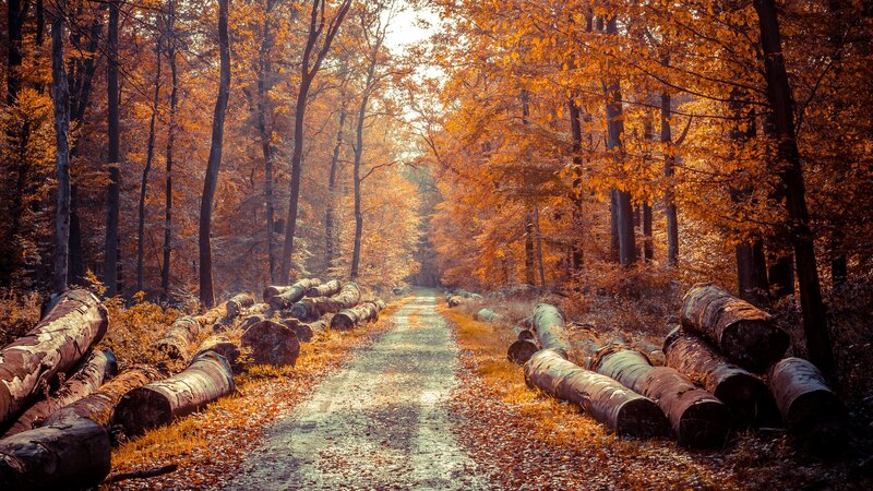 Path Through Autumn Forest — Orange, Serene, Photograph, Logs