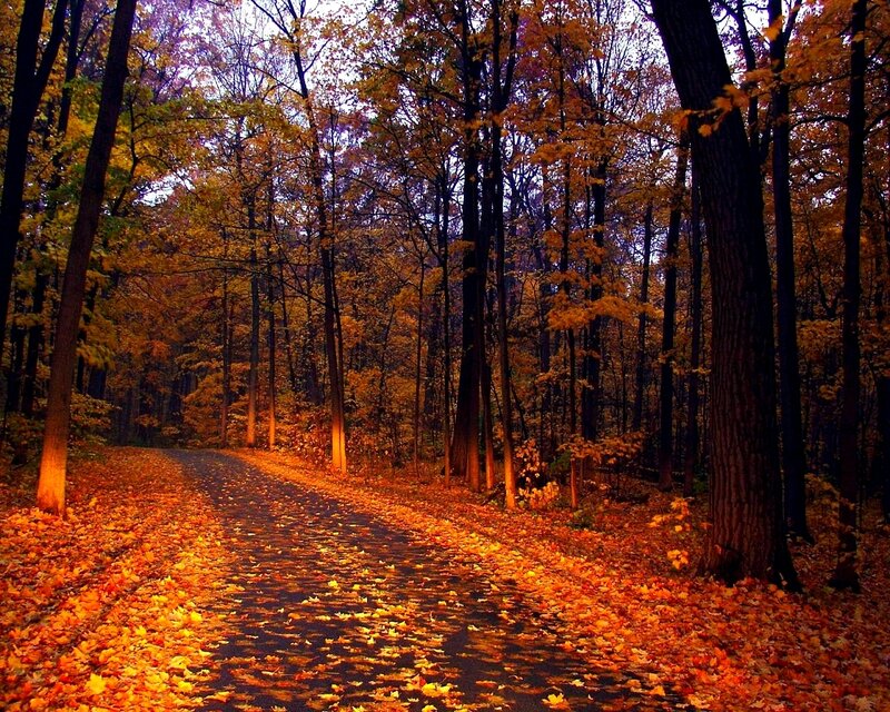 Path Through Autumn Forest — Orange, Serene, Photograph