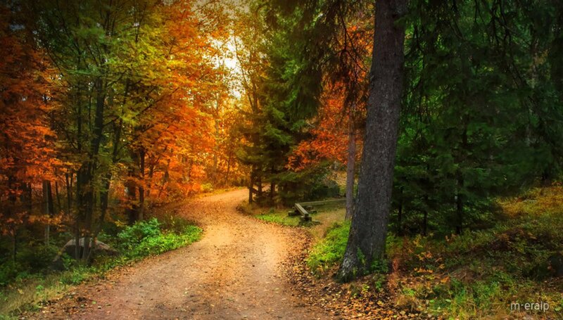 Path Through Autumn Forest — Orange, Serene, Photograph, Trees, Fallen Leaves, Bench