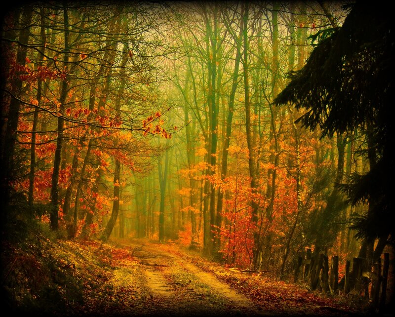 Path Through Autumn Forest — Orange, Serene, Photograph, Trees, Fallen Leaves, Fence, Yellow