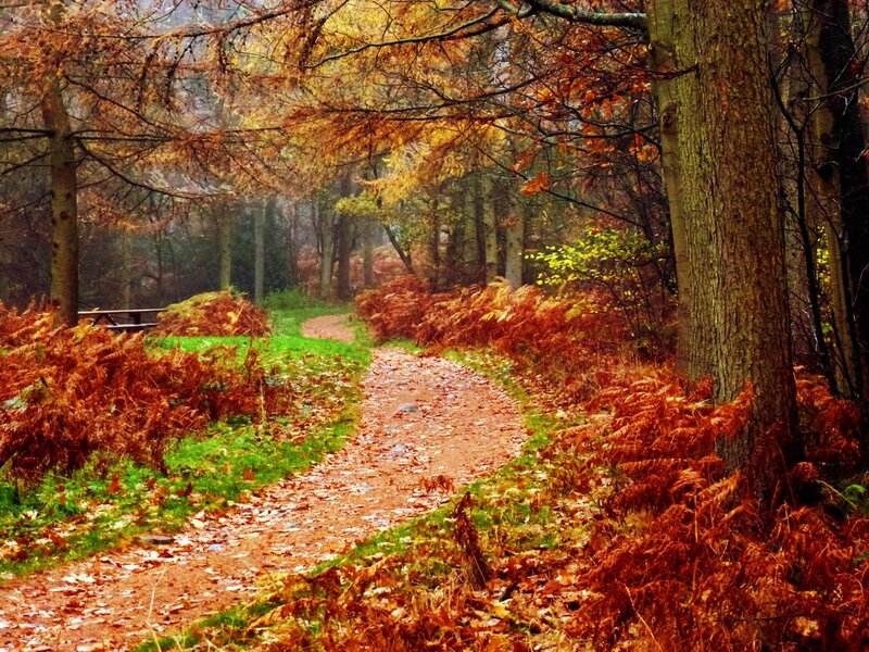 Path Through Autumn Forest — Orange, Serene, Photograph, Trees, Fallen Leaves, Fern
