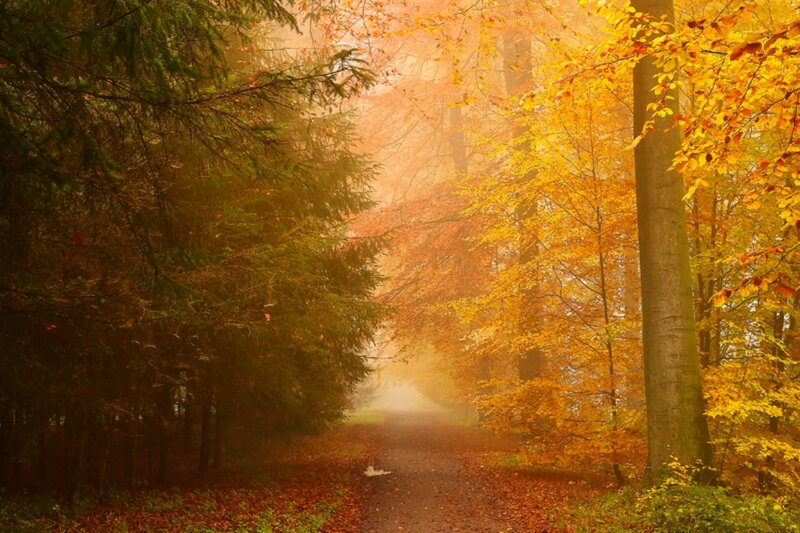Path Through Autumn Forest — Orange, Serene, Photograph, Trees, Fallen Leaves, Fog