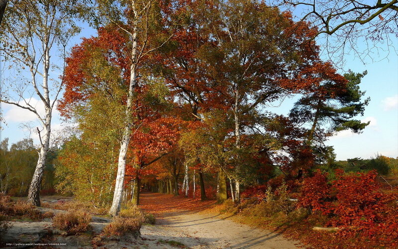 Path Through Autumn Forest — Orange, Serene, Photograph, Trees, Fallen Leaves, Sky