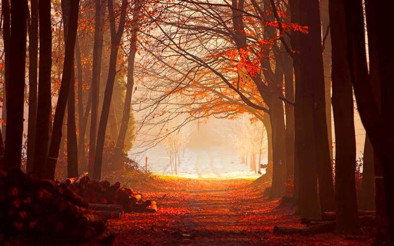 Path Through Autumn Forest — Orange, Serene, Photograph, Trees, Fallen Leaves, Sunlight