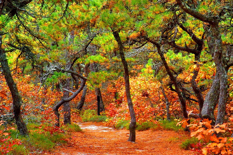 Path Through Autumn Forest — Orange, Serene, Photograph, Trees, Fallen Leaves, Trail