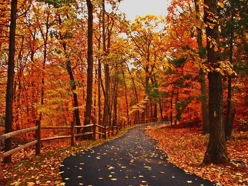 Path Through Autumn Forest — Orange, Serene, Photograph, Trees, Fence, Leaves, Yellow