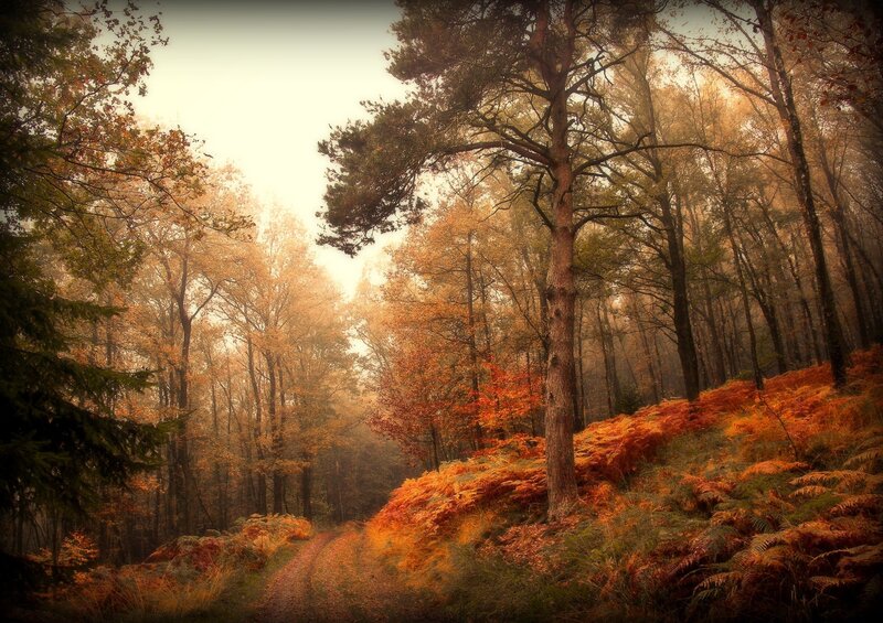 Path Through Autumn Forest — Orange, Serene, Photograph, Trees, Fog, Ferns