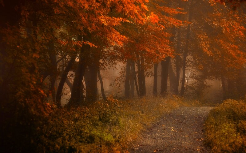 Path Through Autumn Forest — Orange, Serene, Photograph, Trees, Fog, Gravel Path