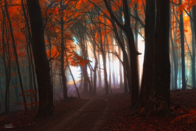 Path Through Autumn Forest — Orange, Serene, Photograph, Trees, Fog, Leaves, Sunlight