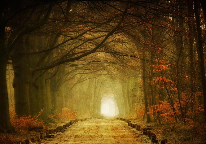 Path Through Autumn Forest — Orange, Serene, Photograph, Trees, Fog, Light
