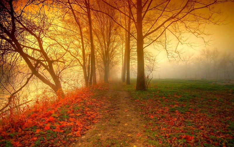 Path Through Autumn Forest — Orange, Serene, Photograph, Trees, Fog