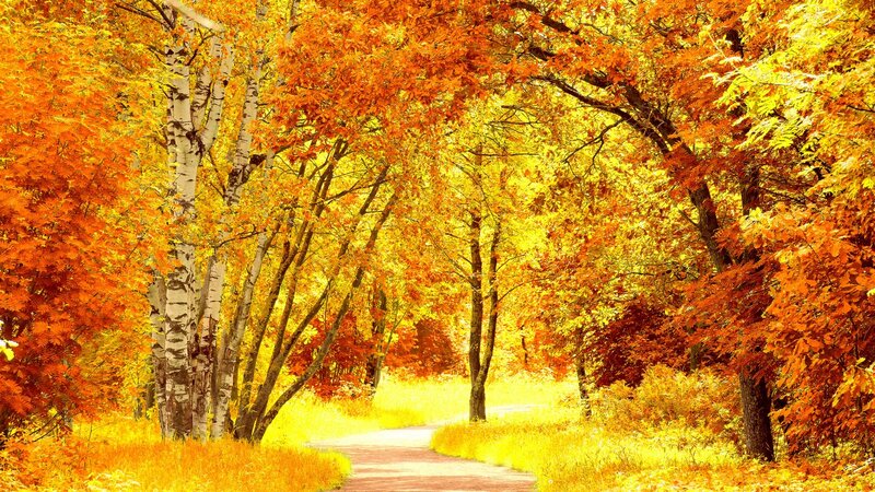 Path Through Autumn Forest — Orange, Serene, Photograph, Trees, Grass