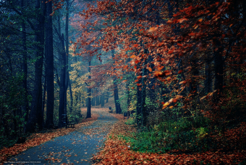 Path Through Autumn Forest — Orange, Serene, Photograph, Trees, Leaves, Bench