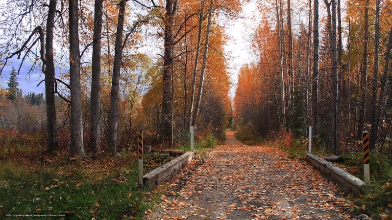 Path Through Autumn Forest — Orange, Serene, Photograph, Trees, Leaves, Bridge