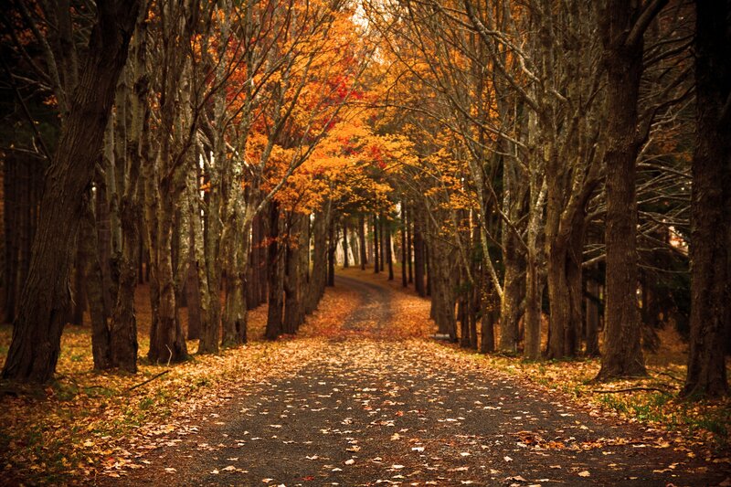 Path Through Autumn Forest — Orange, Serene, Photograph, Trees, Leaves, Brown