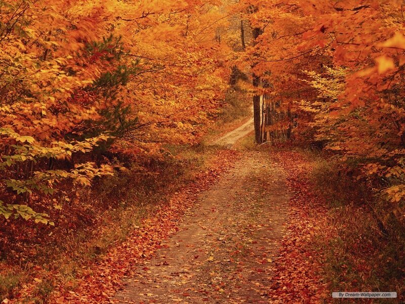 Path Through Autumn Forest — Orange, Serene, Photograph, Trees, Leaves, Dirt Path