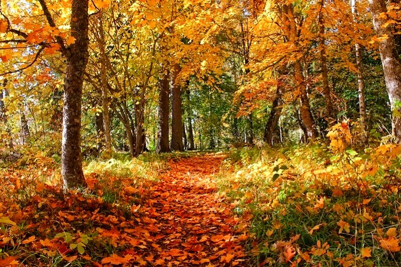 Path Through Autumn Forest — Orange, Serene, Photograph, Trees, Leaves, Grass