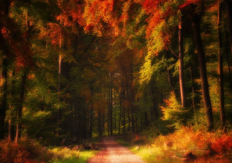 Path Through Autumn Forest — Orange, Serene, Photograph, Trees, Leaves, Green, Brown
