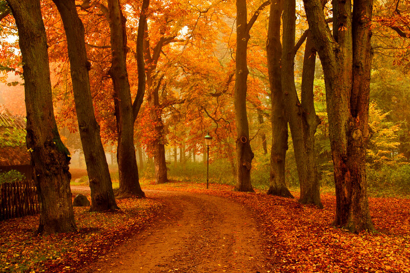 Path Through Autumn Forest — Orange, Serene, Photograph, Trees, Leaves, Lantern