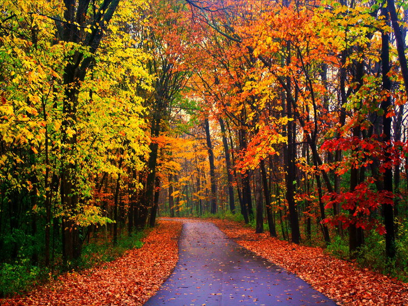 Path Through Autumn Forest — Orange, Serene, Photograph, Trees, Leaves, Road